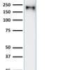 Western Blot Analysis of Human Brain tissue lysate using Neurofilament Mouse Recombinant Monoclonal Antibody (rNF421).