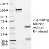 SDS-PAGE Analysis Purified GAD1 (GAD67) Mouse Monoclonal Antibody (GAD1/2391).Confirmation of Purity and Integrity of Antibody.