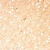 Formalin-fixed paraffin-embedded human Brain stained with GAD1 (GAD67) Mouse Monoclonal Antibody (GAD1/2391).