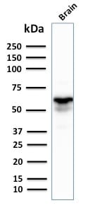 Western Blot Analysis of human Brain tissue lysate using GAD1 (GAD67) Mouse Monoclonal Antibody (GAD1/2391).