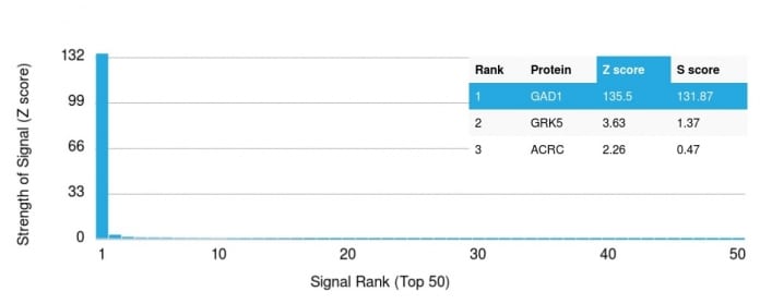 Analysis of Protein Array containing more than 19000 full-length human proteins using GAD1 (GAD67) Mouse Monoclonal Antibody (GAD1/2391) Z- and S- Score: The Z-score represents the strength of a signal that a monoclonal antibody (MAb) (in combination with a fluorescently-tagged anti-IgG secondary antibody) produces when binding to a particular protein on the HuProtTM array. Z-scores are described in units of standard deviations (SDâs) above the mean value of all signals generated on that array. If targets on HuProtTM are arranged in descending order of the Z-score the S-score is the difference (also in units of SDâs) between the Z-score. S-score therefore represents the relative target specificity of a MAb to its intended target. A MAb is considered to specific to its intended target if the MAb has an S-score of at least 2.5. For example if a MAb binds to protein X with a Z-score of 43 and to protein Y with a Z-score of 14 then the S-score for the binding of that MAb to protein X is equal to 29.