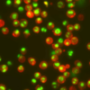 NucView® Caspase-3 Enzyme Substrates - Image 3