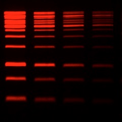 GelRedÂ® Prestain Plus 6X DNA Loading Dye<svg class="svgicon svg-earthfriendly"><use xlink:href="#svg-earthfriendly"></use></svg> - Image 2