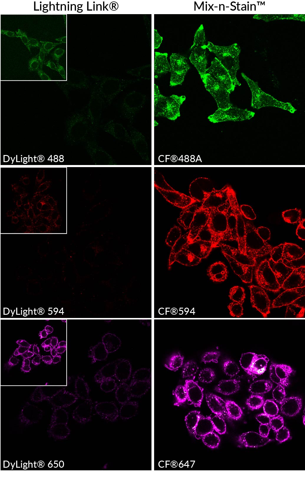 Mix-n-Stain™ CF® Dye Antibody Labeling Kits - Image 5