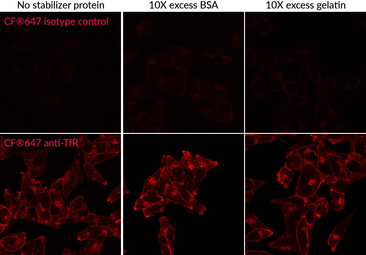 Mix-n-Stain™ CF® Dye Antibody Labeling Kits - Image 11