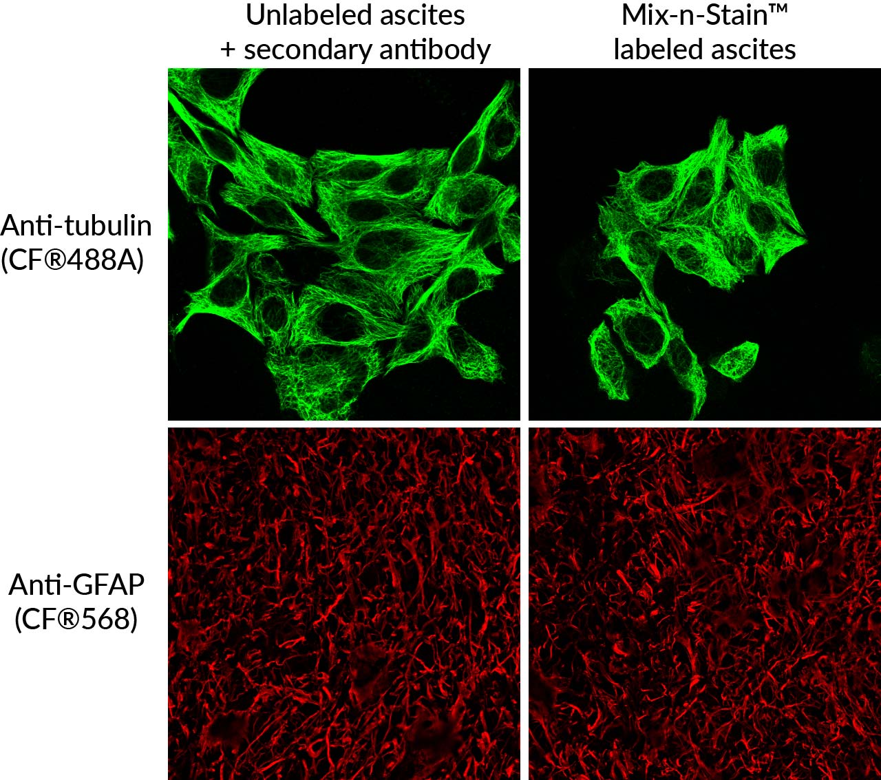 Mix-n-Stain™ CF® Dye Antibody Labeling Kits - Image 6