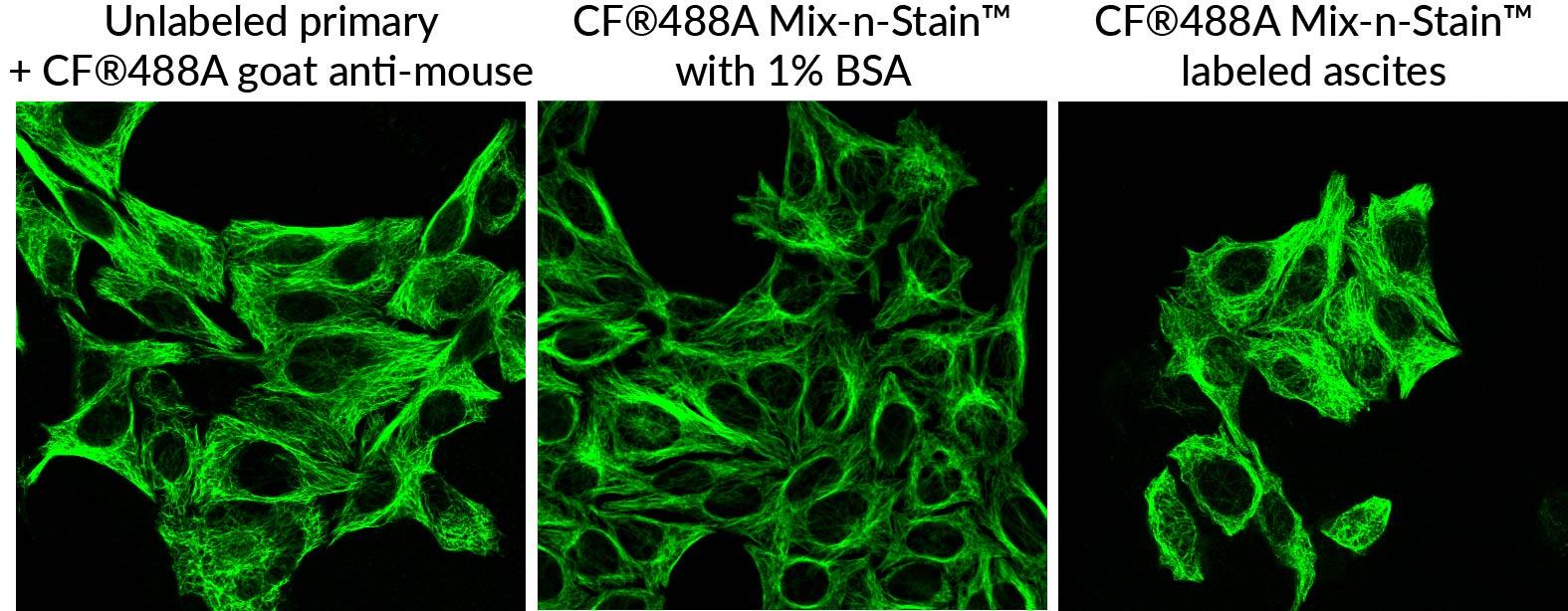 Mix-n-Stain™ CF® Dye Antibody Labeling Kits - Image 7