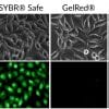 GelGreen® Nucleic Acid Gel Stain