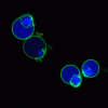 NucView® 405 Caspase-3 Substrate, 1 mM in PBS