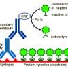 Tyramide Amplification Kit with HRP Goat Anti-Rabbit and CF® Dye or Biotin Tyramide