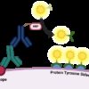 Tyramide Amplification Kit with HRP Goat Anti-Mouse and CF® Dye or Biotin Tyramide