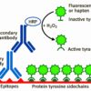 CF® Dye Tyramides