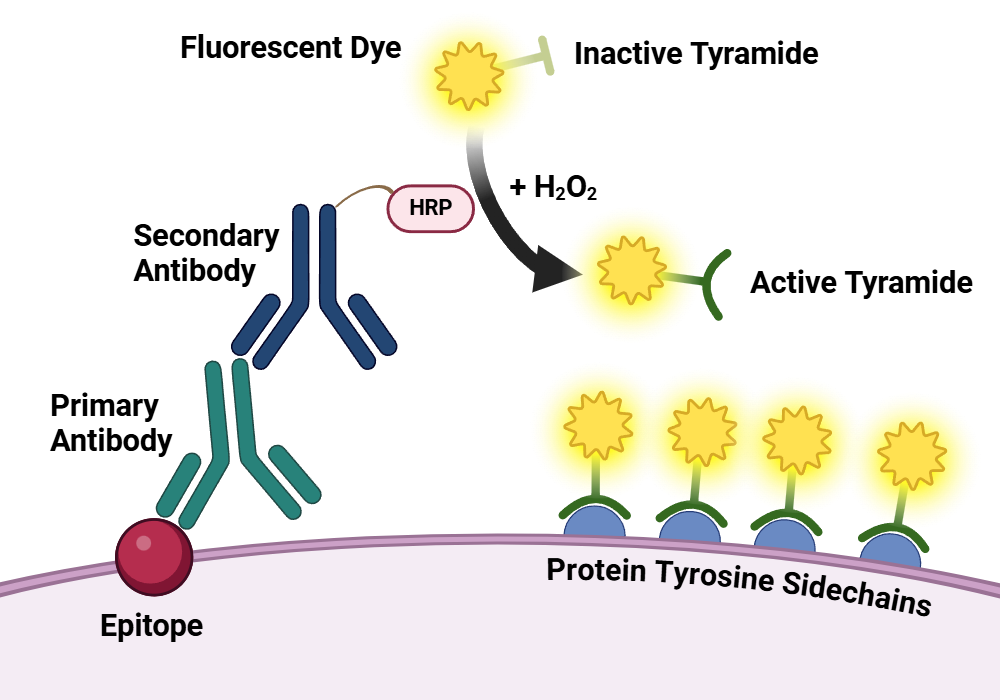 Tyramide Amplification Kit with HRP Goat Anti-Mouse and CFÂ® Dye or Biotin Tyramide