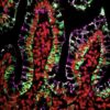CF® Dye Tyramides