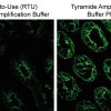 Tyramide Amplification Buffer Plus - Image 5