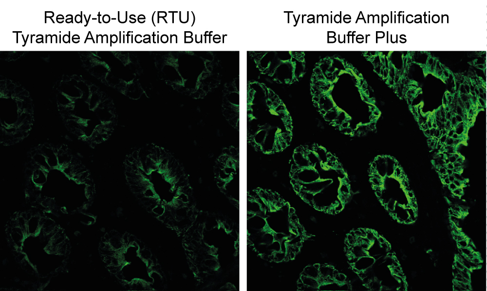 Tyramide Amplification Buffer Plus - Image 5
