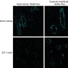 Tyramide Amplification Buffer Plus - Image 6