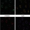 Tyramide Amplification Buffer Plus - Image 7