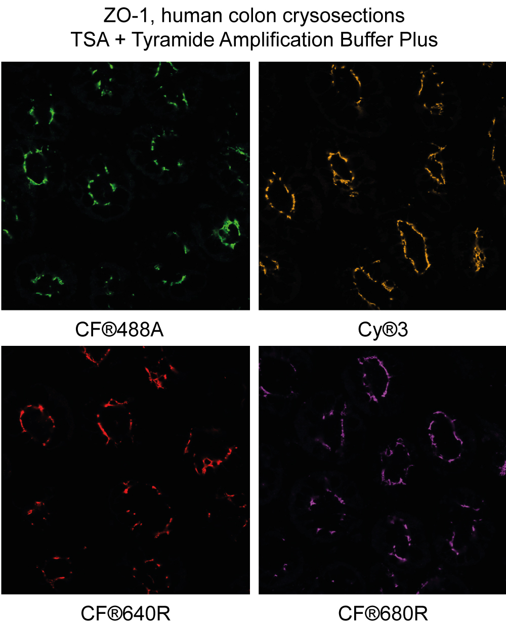 Tyramide Amplification Buffer Plus - Image 7