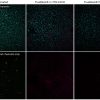 TrueBlack® Plus Lipofuscin Autofluorescence Quencher, 40X in DMSO - Image 3
