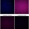 TrueBlack® Plus Lipofuscin Autofluorescence Quencher, 40X in DMSO - Image 2