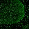 Tyramide Amplification Buffer Plus - Image 10