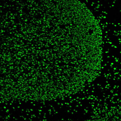Tyramide Amplification Buffer Plus - Image 10