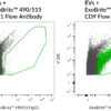 ExoBrite™ IgG1 Isotype Control Flow Antibody - Image 2