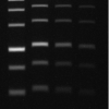 6X GelRed® Prestain Loading Buffer with Orange Tracking Dye<svg class="svgicon svg-earthfriendly"><use xlink:href="#svg-earthfriendly"></use></svg> - Image 2