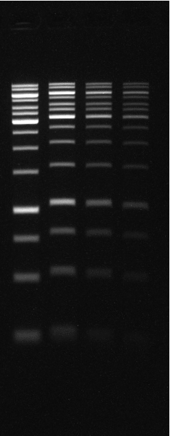 6X GelRed® Prestain Loading Buffer with Orange Tracking Dye<svg class="svgicon svg-earthfriendly"><use xlink:href="#svg-earthfriendly"></use></svg> - Image 2