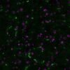 Lycopersicon Esculentum (Tomato) Lectin (LEL, TL) Conjugates - Image 2