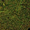 Wheat Germ Agglutinin (WGA) Conjugates - Image 10