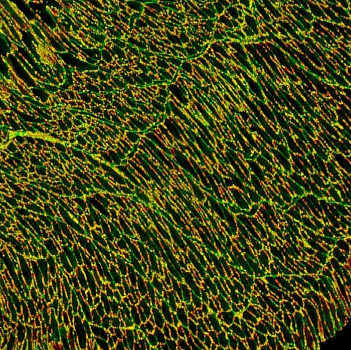 Wheat Germ Agglutinin (WGA) Conjugates - Image 10