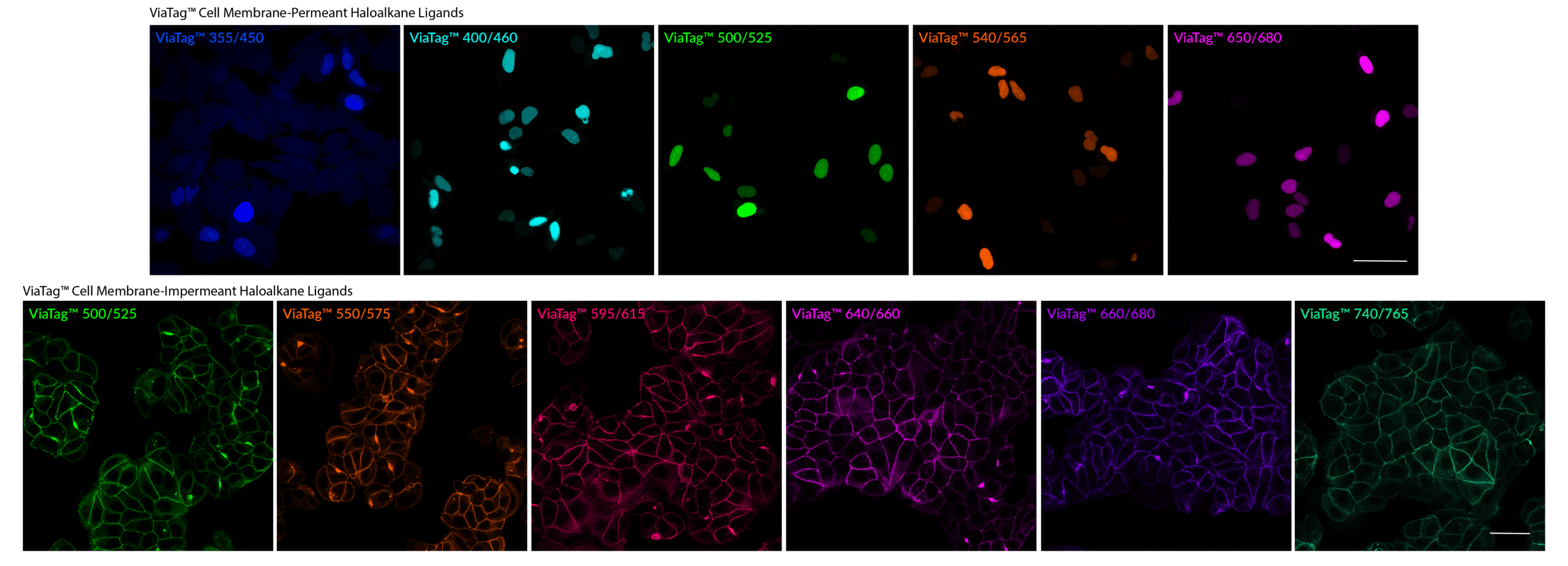 ViaTag™ Haloalkane Ligands - Image 2