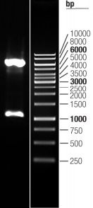 Double digestion of RC223878L1 using SgfI and MluI