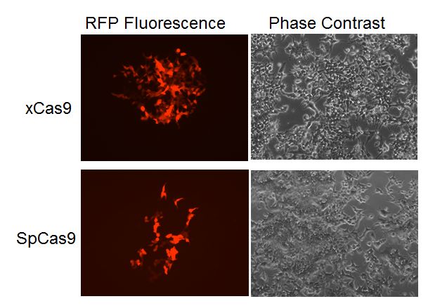 Genomic editing of RFP deletion was performed using wild type RFP sequence (oligo donor), and verified gRNA plasmid. The gRNA sequence was designed based on NGG PAM sequence, and cloned in the xCas9 (Cat#<a href = "https://www.origene.com/catalog/vectors/crispr-vectors/ge100078-p-xcas9-guide-crispr-vector" title="GE100078" class="">GE100078</a>) or SpCas9 (Cat#<a href = "https://www.origene.com/catalog/vectors/crispr-vectors/ge100002-pcas-guide" title="GE100002" class="">GE100002</a>) vector. The parent cell used for the gene editing contains a RFP expression cassette which has a big deletion in the coding sequence. 0.5ug of gRNA plasmid and 0.5ug RFP repairing oligo were co-transfected in the RFP negative parent cells. 10 days after transfection, RFP fluorescence can be observed (Left panel) in both xCas9 and SpCas9 transfected cells. However, xCas9 (Top) seems to have a higher editing efficiency than SpCas9 (bottom).
