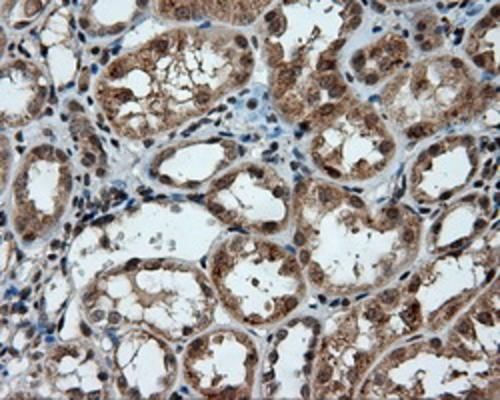 Immunohistochemical staining of paraffin-embedded Human Kidney tissue within the normal limits using anti-PTPRE mouse monoclonal antibody. (TA501028; heat-induced epitope retrieval by 1mM EDTA in 10mM Tris, pH8.5, 120°C for 3min). Heat-induced epitope retrieval by EDTA solution buffer pH 8.0 at 120°C for 3 min.