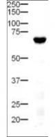 Western Blot of Rabbit anti-Delta-4 antibody. Lane 1: mouse pancreatic tissue. Load: 20 ug per lane. Primary antibody: Delta-4 antibody at 1:500 for overnight at 4°C. Secondary antibody: HRP-labeled Goat anti-Rabbit IgG secondary antibody at 1:5,000 for 1 hour at RT. A chemiluminescence system was used for signal detection using a 3 min exposure time. Block: 5% Goat Serum overnight at 4°C. Predicted/Observed size: 74 kDa, 70 kDa for Delta 4. Other band (s): none.