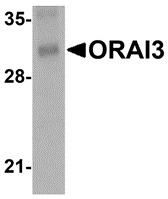 Western blot analysis of ORAI3 in rat lung tissue lysate with ORAI3 antibody at 2 ug/mL.