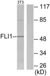 Western blot analysis of extracts from NIH/3T3 cells, using FLI1 antibody (#TA313880).The lane on the right is treated with the synthesized peptide.