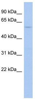 WB Suggested Anti-PTPN5 Antibody Titration: 0.2-1 ug/ml; ELISA Titer: 1: 312500; Positive Control: HT1080 cell lysate