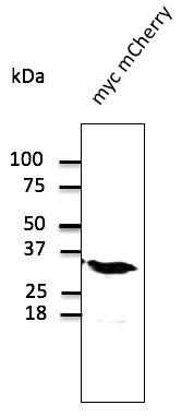 Anti-mCherry Ab at 1/1,000 dilution; 293 cells transfected with myc-mCherry;