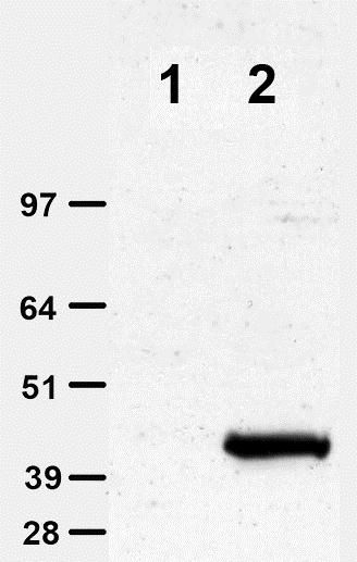 HEK293T cells were transfected with pCMV6-AC-GFPvector (control plasmid, Lane 1) or Myc-DDK-tagged ORF clone of human MC2R gene (Cat# <a href = "https://www.origene.com/catalog/cdna-clones/expression-plasmids/rc210483-mc2-receptor-mc2r-nm-000529-human-tagged-orf-clone" title="RC210483" class="">RC210483</a>, Lane 2) plasmids for 48 hrs. Eqivalent amounts of cell lysates (5 ug per lane) were separated by SDS-PAGE and immunoblotted with anti-Myc tag-HRP. Conditio: 1:1000 dilution.