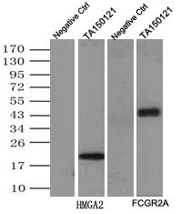 Immunoprecipitation (IP) of Myc-DDK tagged HMGA2 and FCGR2A over expression lysate by anti-Myc mouse monoclonal antibody (TA150121) or with goat anti-mouse conjugated magnetic beads directly.