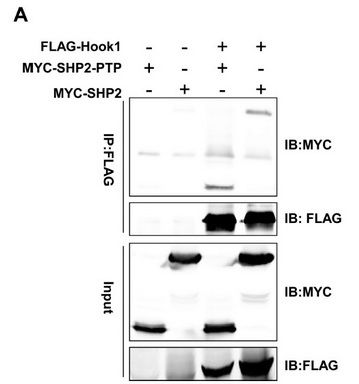 Figure from citation: Co-immunoprecipitation assay to verify the interaction of overexpressed Myc-fused SHP2 (MYC-SHP2) or Myc-fused PTP domain of SHP2 (MYC-SHP2-PTP) with FLAG-Hook1 in HEK293T cells by using anti-Myc antibody (TA150121) and anti-FLAG antibody. <a href="http://www.ncbi.nlm.nih.gov/pubmed/25331952" target="_blank">View Citation</a>