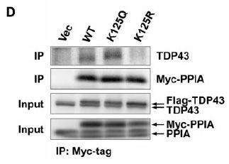 Figure from citation: Western blot analysis of Myc-fused protein level by using anti-Myc antibody in SOD1 cells. <a href="http://www.ncbi.nlm.nih.gov/pubmed/25678563" target="_blank">View Citation</a>