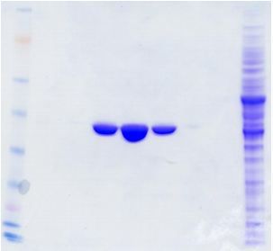 Protein purification of a human protein from over-expression lysate with anti-DDK antibody affinity column (TA50011, clone 4C5)