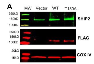 Figure from citation: Western blot analysis of DDK-fused protein level (red) in SHIP2-FLAG TIME transfectants by using anti-DDK antibody. <a href="http://www.ncbi.nlm.nih.gov/pubmed/25383712" target="_blank">View Citation</a>