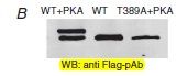 Figure from citation: Western blot analysis of DDK-fused protein level by using anti-DDK antibody in Flp-In-293 cells. Dilution: 1:200 <a href="http://www.ncbi.nlm.nih.gov/pubmed/25504574" target="_blank">View Citation</a>
