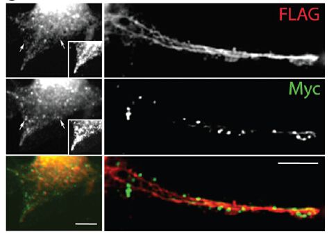 Figure from citation: Immunofluorescence of DDK (FLAG) fused protein level by using anti-DDK antibody in mouse CAD cells. <a href="http://hmg.oxfordjournals.org/content/early/2013/11/14/hmg.ddt555" target="_blank">View Citation</a>